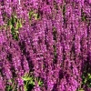 Szałwia omszona 'Royal Magenta' w ogrodzie